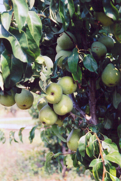 Anjou - Pear Tree