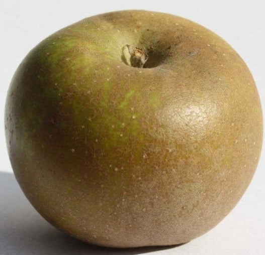 Golden Russett - Apple Tree
