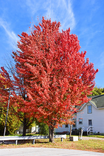 その他 MapleTree Buy Acer palmatum 'Koi' Dwarf Japanese Maple — Mr Maple