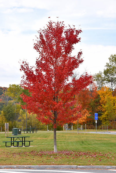 Autumn Fantasy Maple - Acer x freemanii