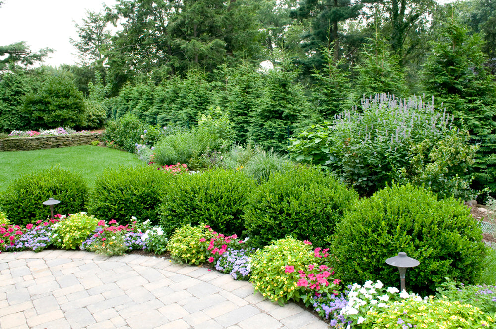 Shrubs & Perennials