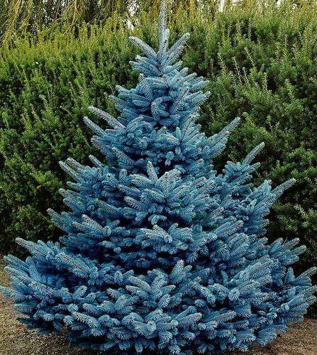 Blue Diamond Blue Spruce (Picea pungens 'Blue Diamond') in Augusta  Manchester Lewiston Waterville Maine ME at Longfellow's Greenhouses