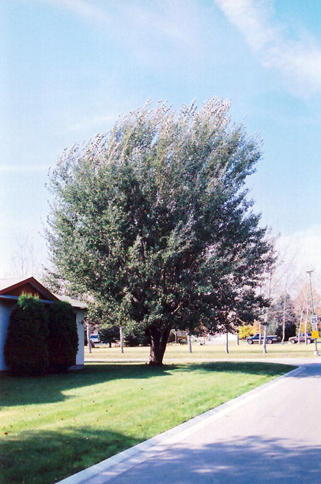 White Poplar