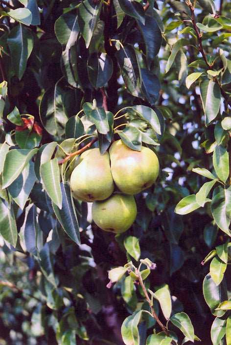 Bartlett - Pear Tree