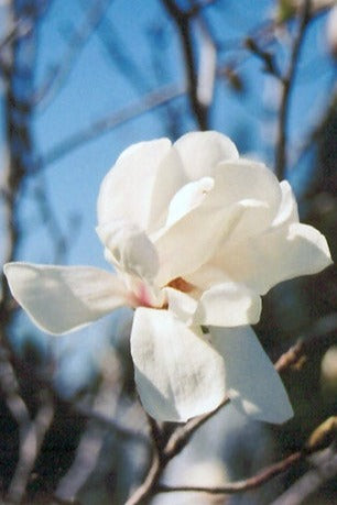 Magnolia « Merrill Star »
