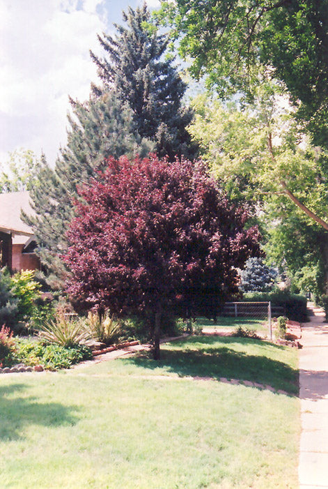 Purpleleaf Birch