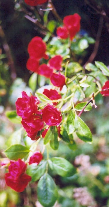 Rose couvre-sol « Scarlet Meidiland »