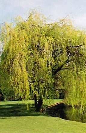 Golden Weeping Willow Tree - Salix