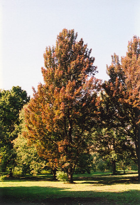 Columnar Maple