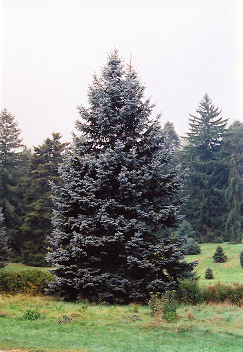 Hoopsii Blue Spruce
