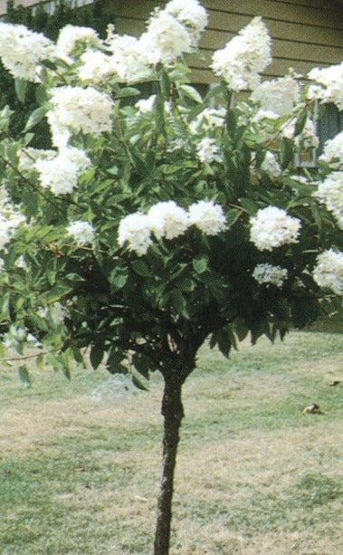 Hortensia paniculé « Grandiflora » standard
