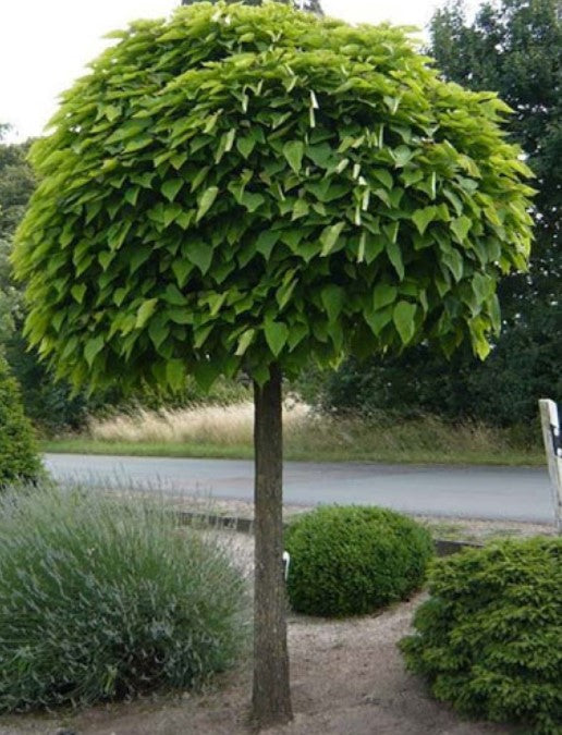 Cabata Tree How To Prune An Umbrella Catalpa Tree at Kris Allard blog