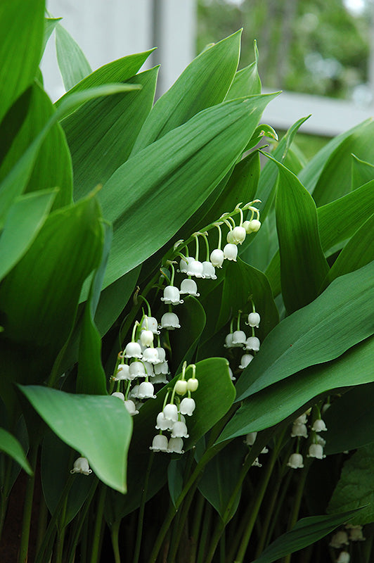 Lily of The Valley Convallaria