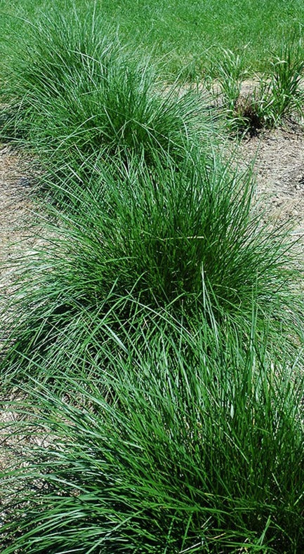 Canche cespiteuse « Deschampsia »