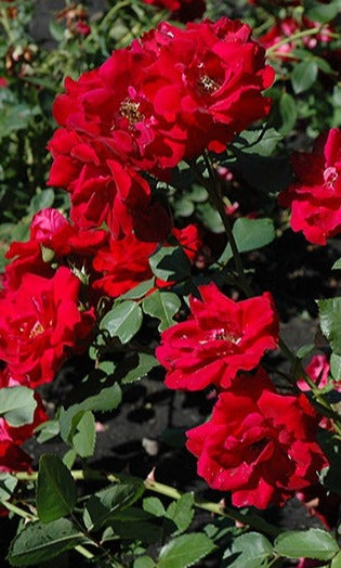 Champlain Explorer Rose