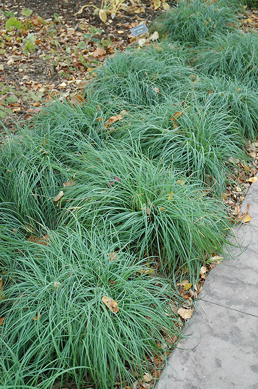 Blue Sedge Grass - Carex Glauca