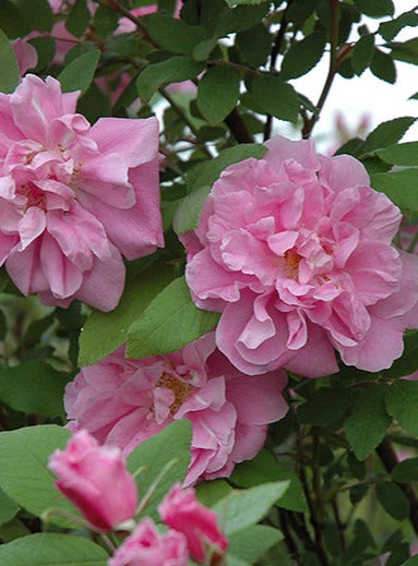 Therese Bugnet Rugosa Rose