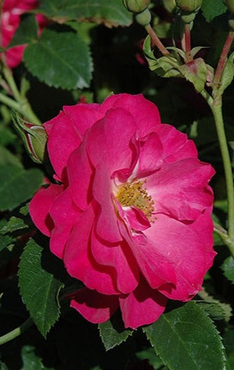 Rose « John Cabot Explorer »