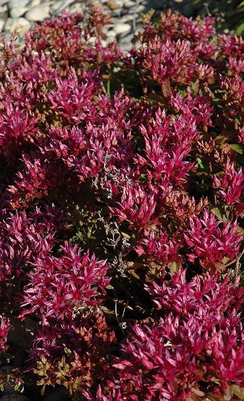 dragon's blood succulent Dragons Blood Sedum