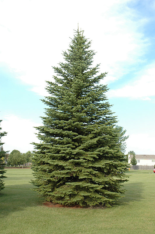 Colorado Spruce