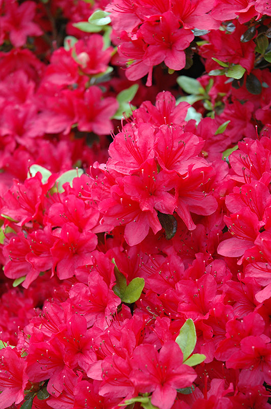 Hino Crimson Rhododendron