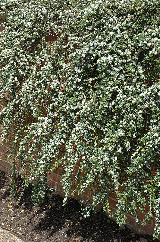 Coral Beauty Cotoneaster