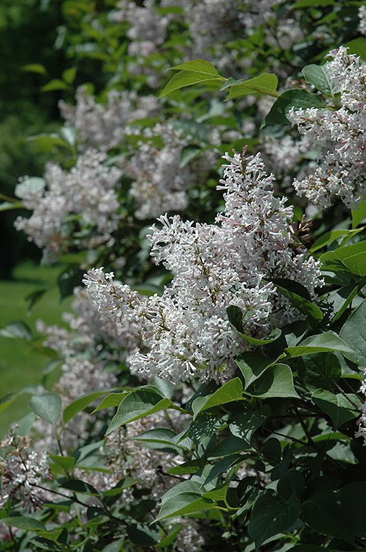 Late Lilac