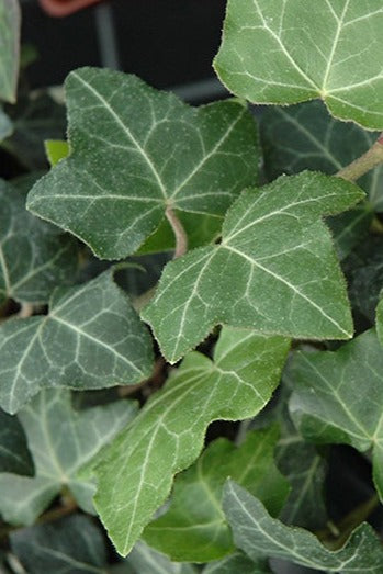 Baltic Ivy