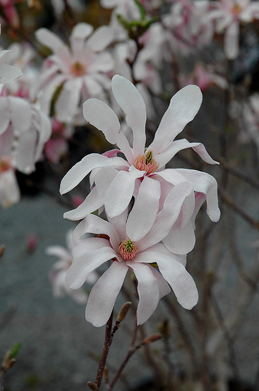 Magnolia « Leonard Messel »