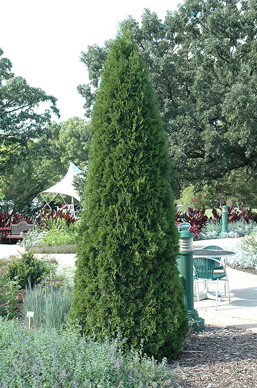 Emerald Cedar (potted)