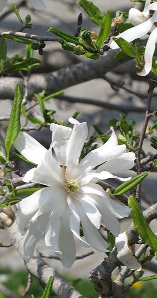 Magnolia « Royal Star »