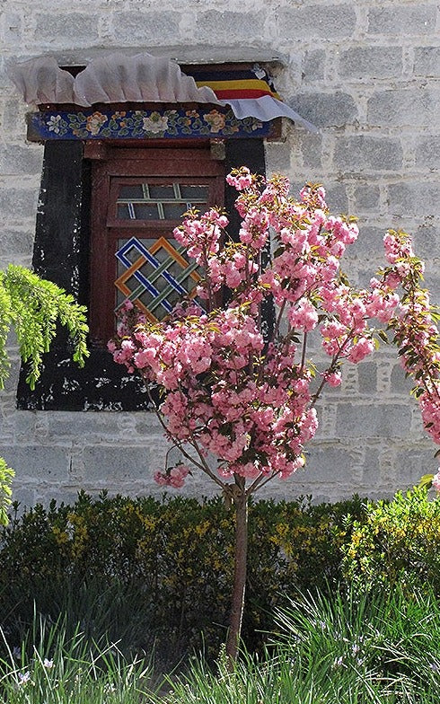 Japanese Weekping Tree Japanese Weeping Tree