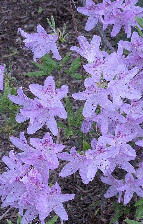 Korean Spirea