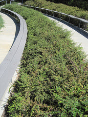 Bearberry Cotoneaster - 50 cm