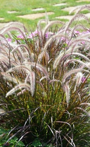 Fountain Grass - Cenchrus setaceus