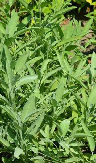 Common Sage - Salvia officinalis