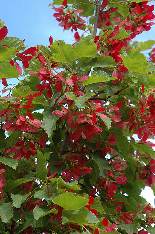 Ruby Slippers Amur Maple Tree