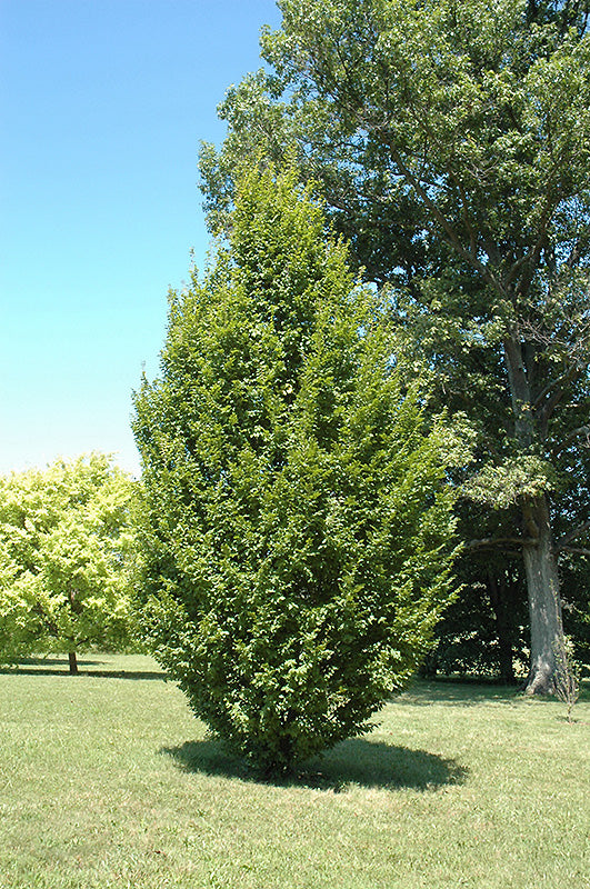 Frans Fontaine Hornbeam