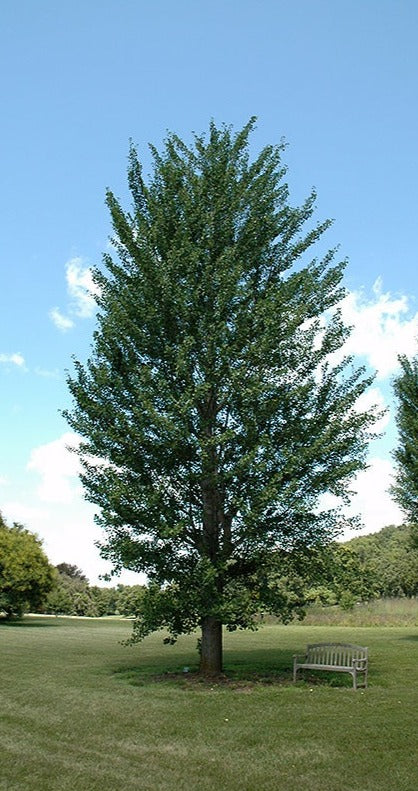Ginkgo Maiden Hair Tree