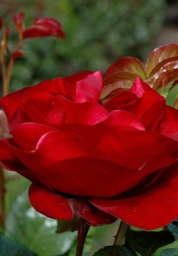 Rose couvre-sol « Red Meidiland »