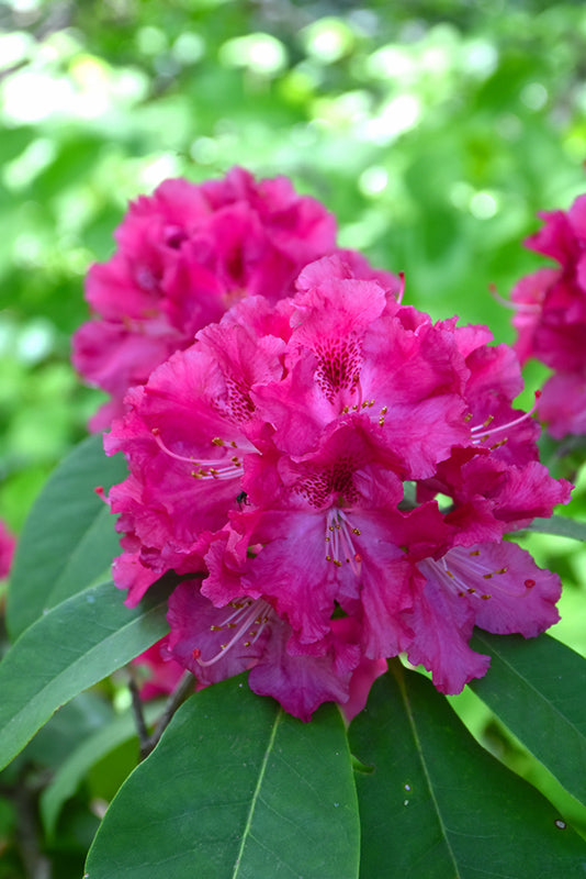 Besse Howells Rhododendron