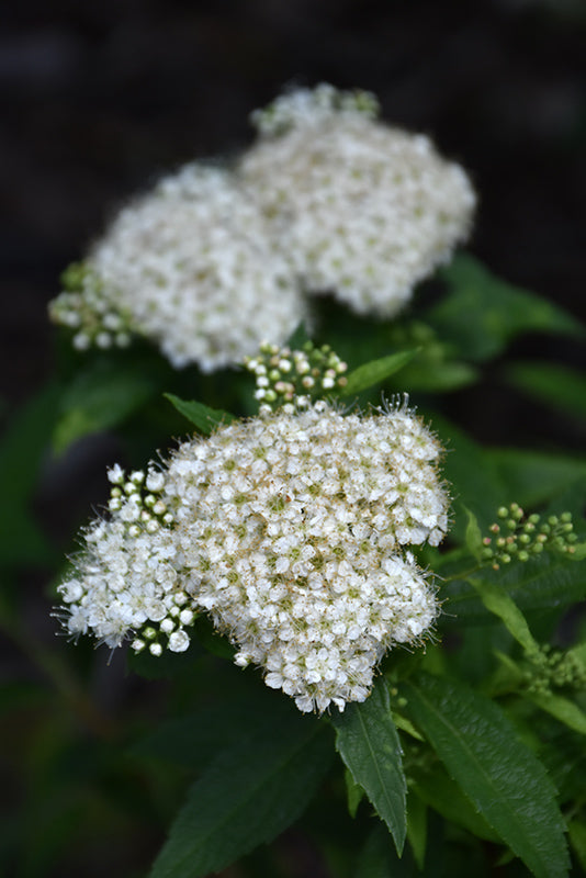 Spirée blanche du Japon