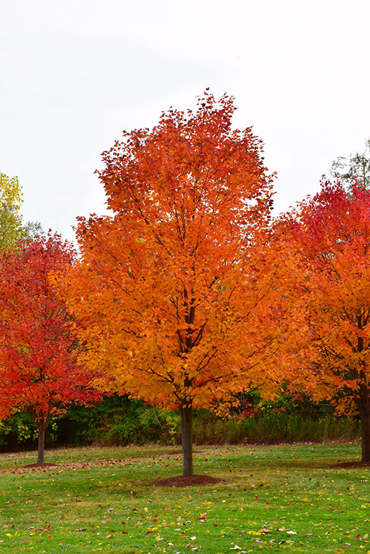 Commemoration Sugar Maple