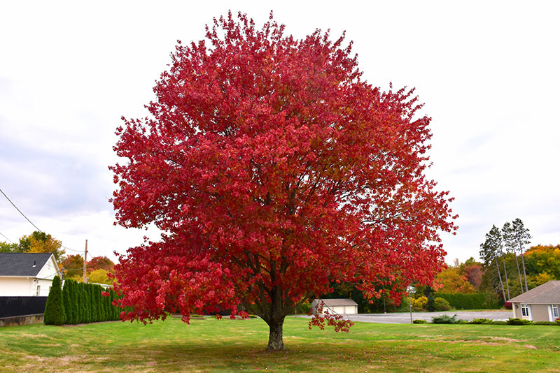 Red Maple Tree - Acer rubrum (Native to Ontario)