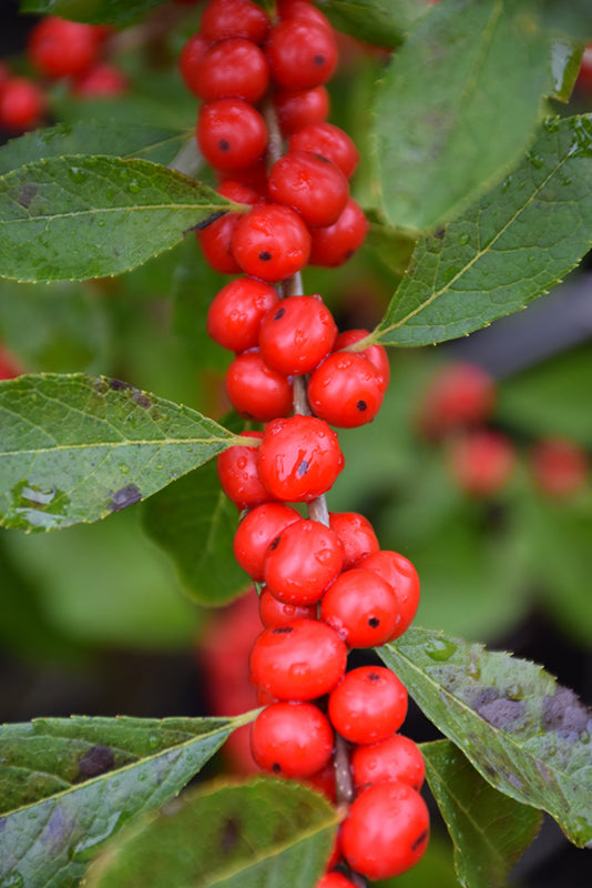 Red Sprite Winterberry