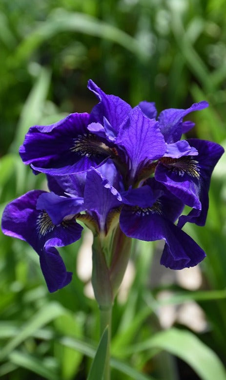 Ruffled Velvet Iris