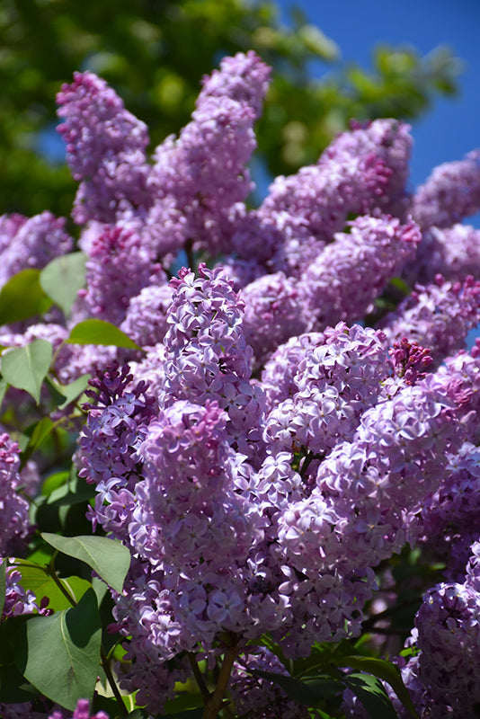 Common Purple Lilac