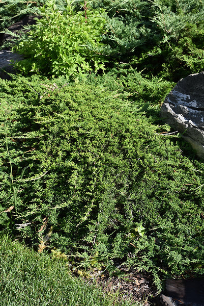 Youngstown Juniper - Juniperus horizontalis