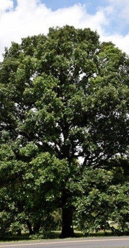 Chêne bicolore