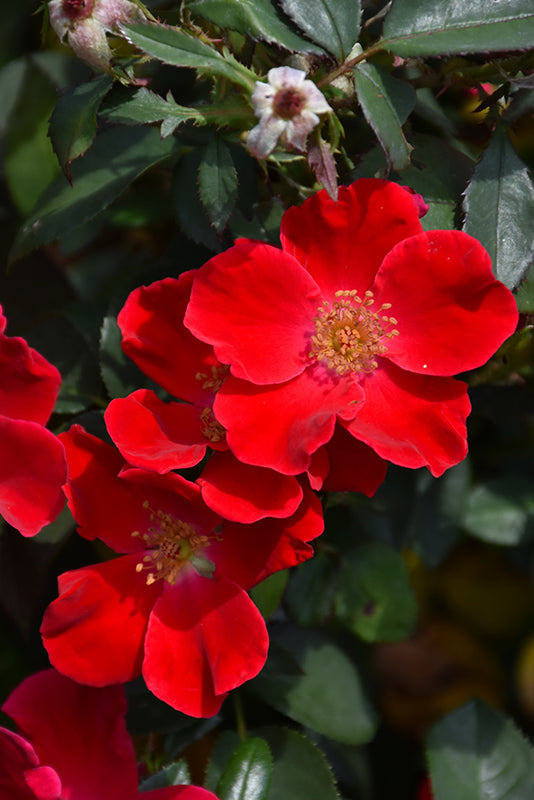Oso Easy® Cherry Pie Landscape Rose